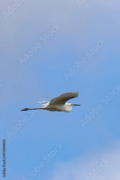 Fototapeta Vertical shot of a Little Egret (Egretta garzetta) flying with blurred blue sky and white clouds in the background. Arrocampo Bird Park, Spain.