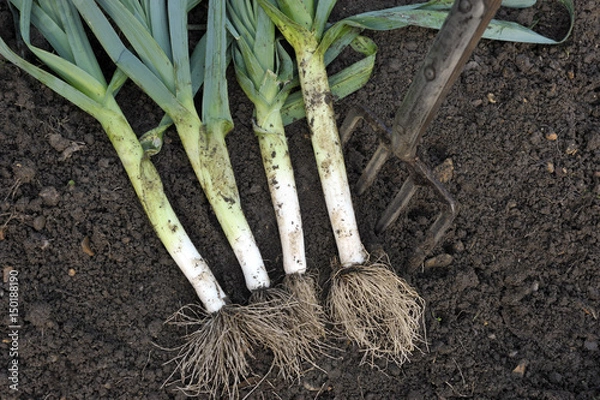 Fototapeta Leeks