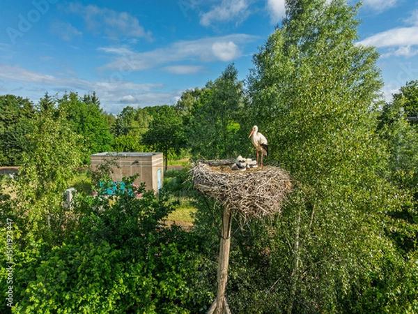 Obraz stork with chicks in nest