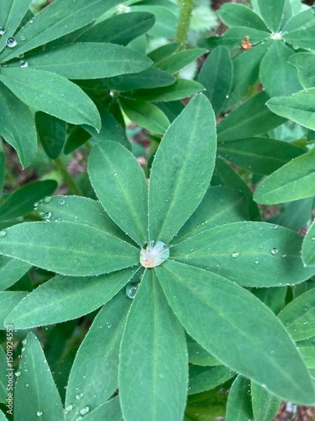Obraz Close-up of a lupine leaf with water droplets, vertical.