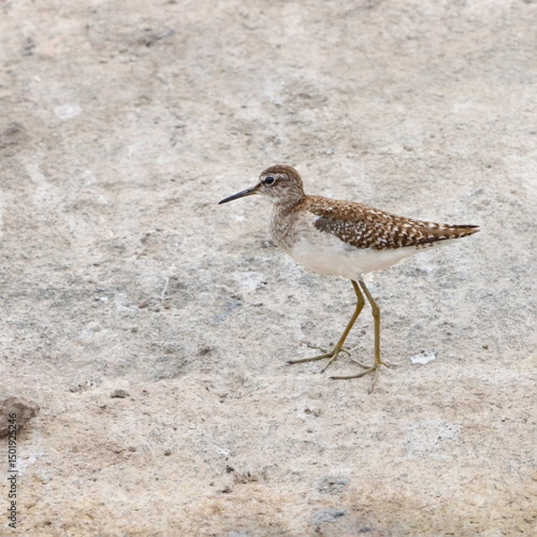 Fototapeta The Wood Sandpiper is a small, graceful wader with long legs and spotted plumage. Found in wetlands and marshes, it’s known for its soft calls and active foraging in shallow waters.