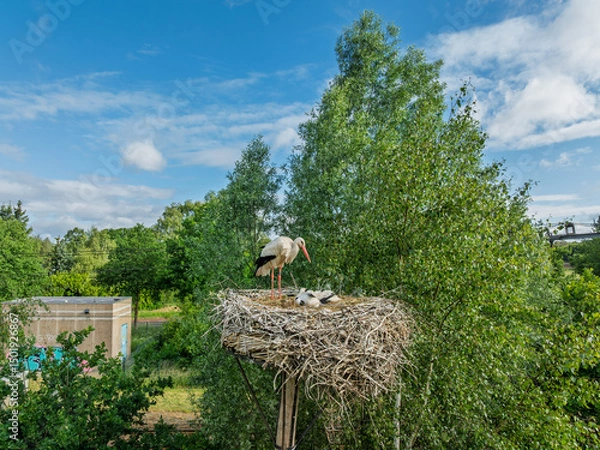 Obraz stork with chicks in nest