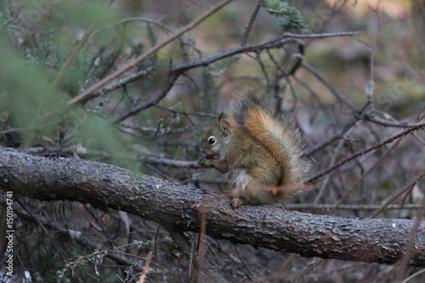 Fototapeta American Red Squirrel
