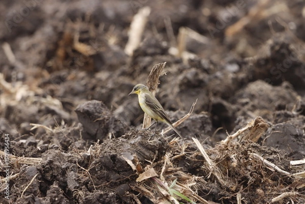 Fototapeta The Western Yellow Wagtail is a bright, energetic songbird known for its vivid yellow belly and constant tail-wagging. Found in open fields and wetlands, it's a cheerful sight during migration seasons