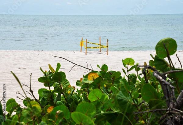 Obraz A sea turtle nest buried in the sand on a Gulf of Mexico beach in Florida is protected  with caution tape