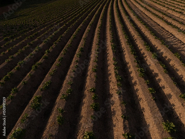 Fototapeta Aerial View of Agricultural Field at Sunset – Neatly Aligned Crop Rows in Golden Light  potatoe field