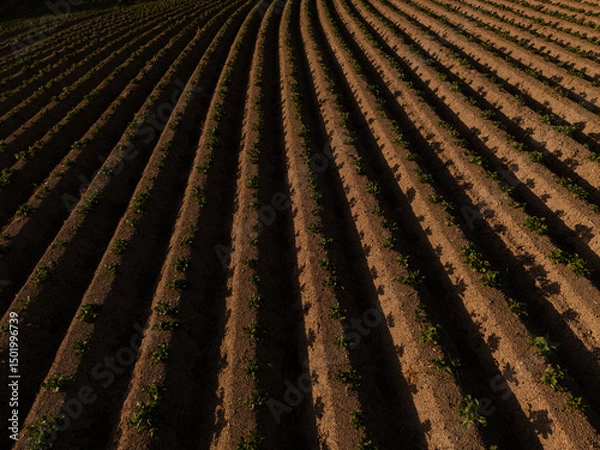 Fototapeta Aerial View of Agricultural Field at Sunset – Neatly Aligned Crop Rows in Golden Light  potatoe field