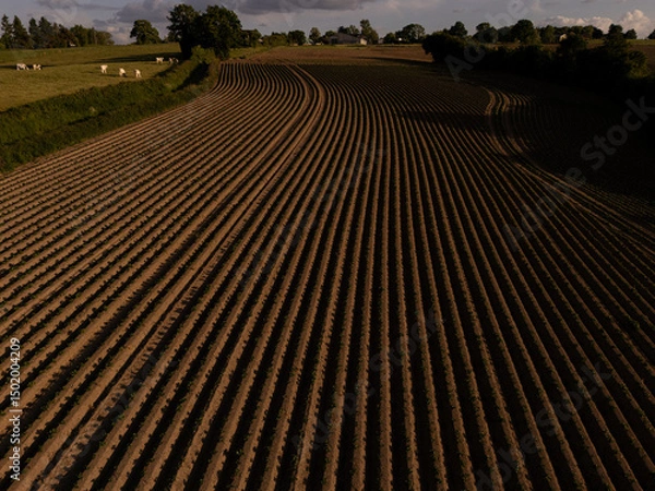 Fototapeta Aerial View of Agricultural Field at Sunset – Neatly Aligned Crop Rows in Golden Light  potatoe field