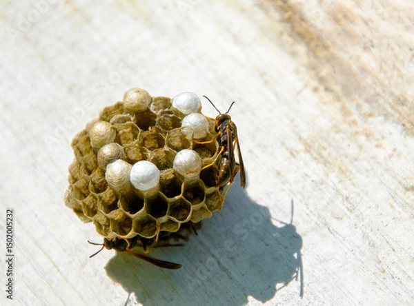 Fototapeta Brown paper wasps tending the larvae cocoons in the nest viewed from the underside