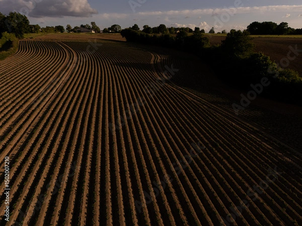 Fototapeta Aerial View of Agricultural Field at Sunset – Neatly Aligned Crop Rows in Golden Light  potatoe field