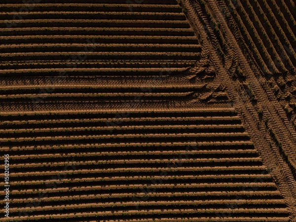 Fototapeta Aerial View of Agricultural Field at Sunset – Neatly Aligned Crop Rows in Golden Light  potatoe field