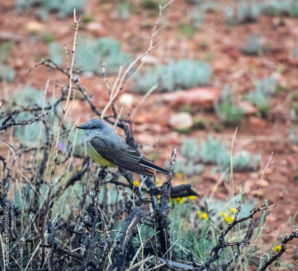 Obraz Cassin's kingbird in a bush in Wyoming prairie 