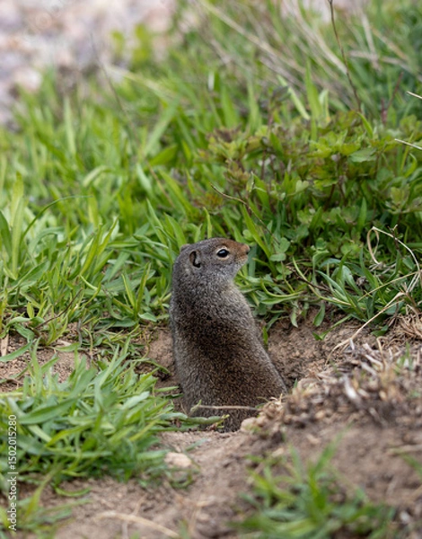 Obraz Ground squirrel looking away in his tunnel in Utah