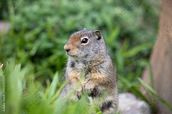 Obraz Standing ground squirrel top of body close view