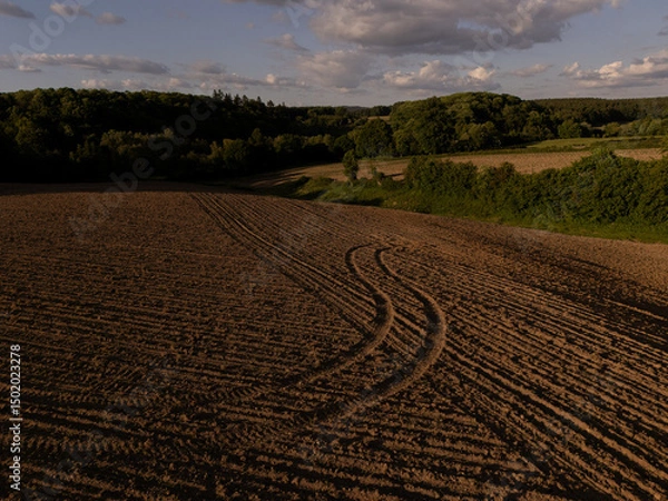 Fototapeta Aerial View of Agricultural Field at Sunset – Neatly Aligned Crop Rows in Golden Light  potatoe field