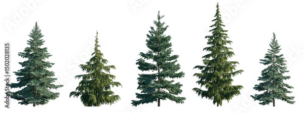 Obraz Picea pungens, omorika, glauca and abies spruce evergreen pinaceae needled tree isolated png on transparent background premium cutout foreground tree
