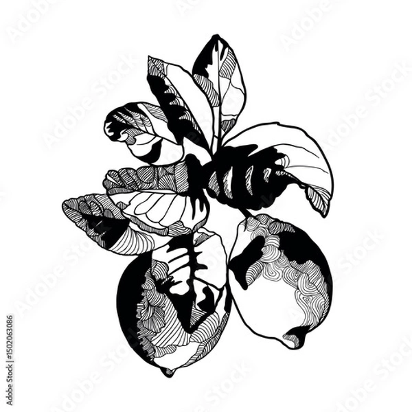 Fototapeta Lemon branch vector black illustration isolated on white background. Decorative black and white art