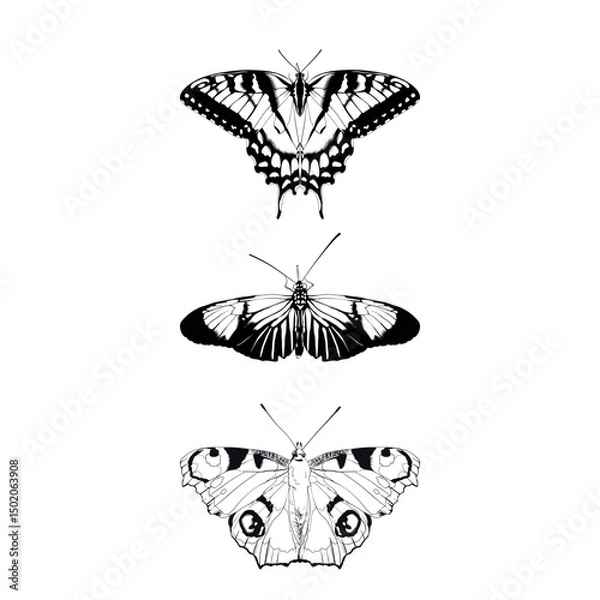 Fototapeta Butterflies isolated on white background. Vector black and white illustration.