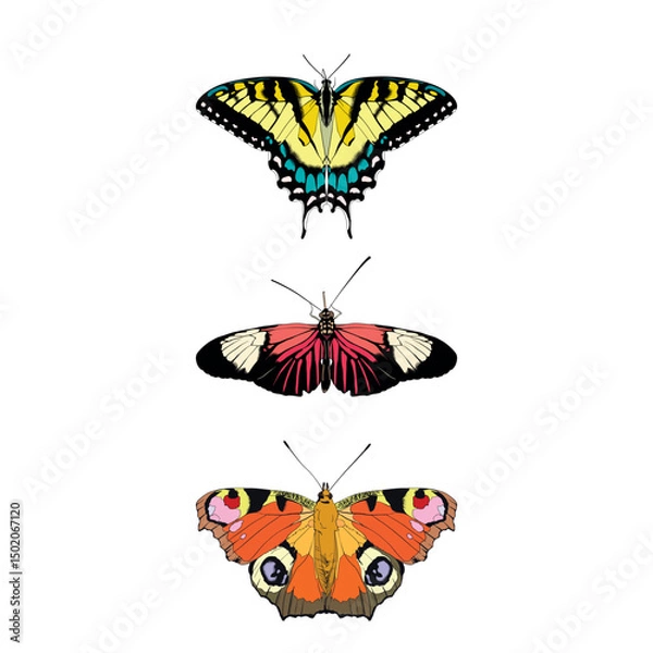 Fototapeta Butterflies isolated on white background. Colorful vector illustration.