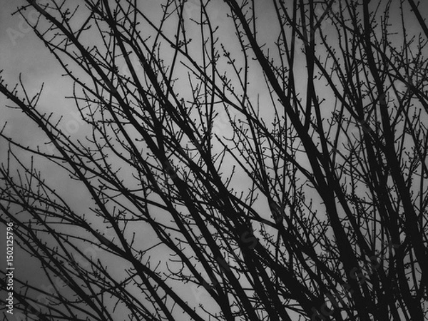 Obraz silhouette of tree branches