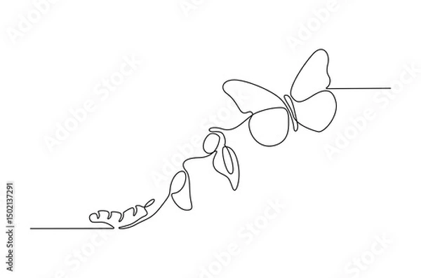 Fototapeta Continuous one line drawing of Butterfly life cycle. Single line drawing illustration of Growth Butterfly. Perfect metamorphosis concept vector art. Line vector illustration.