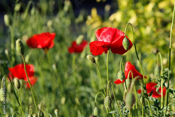 Fototapeta red poppies on a green background


