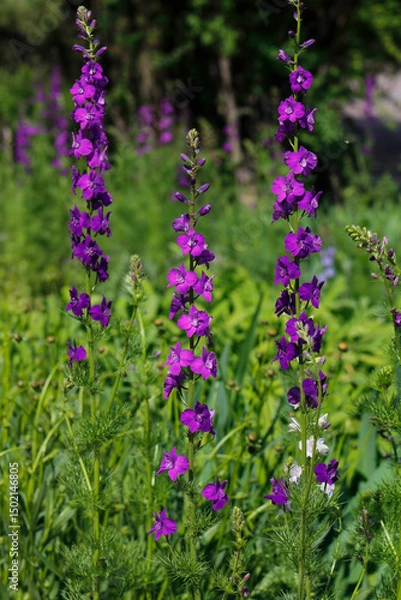 Fototapeta flowers of the larkspur (delphinium)