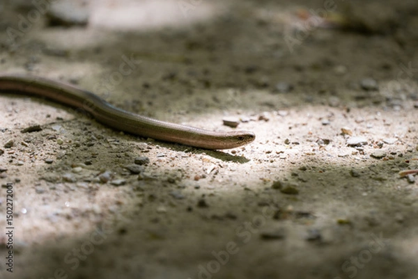 Fototapeta Common slow worm (Anguis fragilis) in Germany. Animal head in a side view. The legless lizard is on a dirt path in a forest illuminated by the sunlight.
