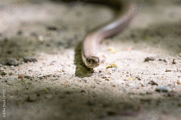 Fototapeta Slow worm (Anguis fragilis) in Germany. Animal head in a close-up. The legless lizard is on the soil illuminated by the sunlight.