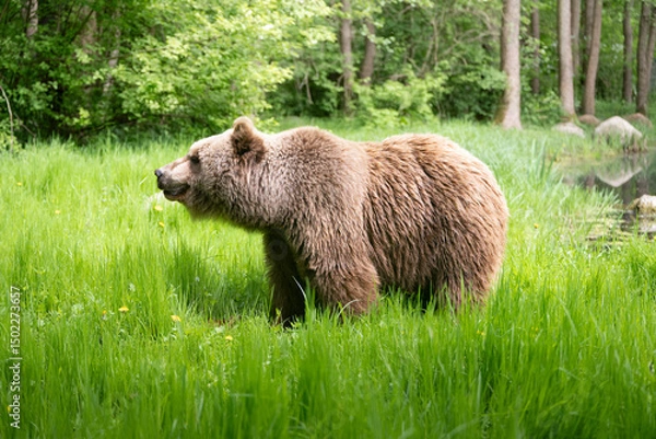 Obraz Eurasian brown bear with bright soft fur looking around. Female Ursus arctos side view on a meadow with lush green grass in the spring season. Cute mammal in the wild nature.