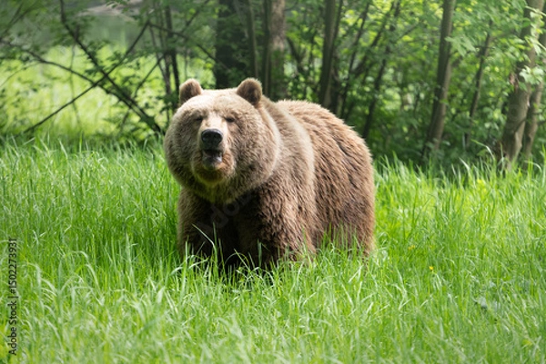 Obraz Brown bear with funny face expression while standing on a meadow. Female animal with bright soft fur in the spring season. Cute Eurasian Ursus arctos alone in the wild nature.