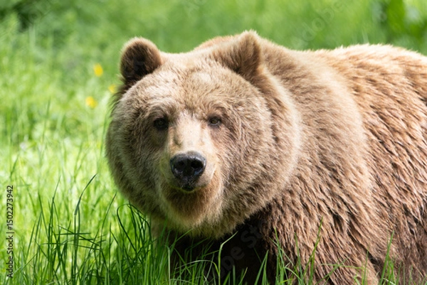 Obraz Cuddly brown bear with soft fur looking at the camera. Ursus arctos an a meadow. Cute mammal in the wild nature.