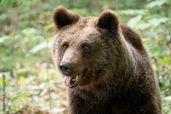 Obraz Brown bear with open mouth and visible tongue. Head and face close-up of an Eurasian Ursus arctos in the nature. Some teeth are observable of the wild female animal.