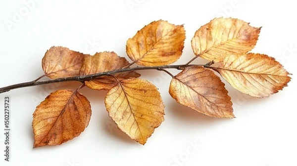 Obraz autumn leaves on white background Leaves Stock Image: White background