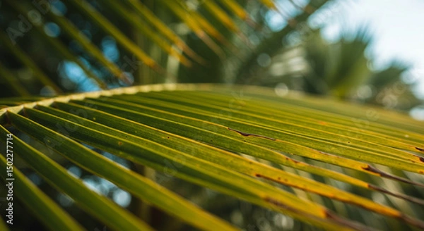 Obraz Close-up of Yellow Cycad Palm Leaf