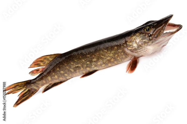 Obraz Fish pike