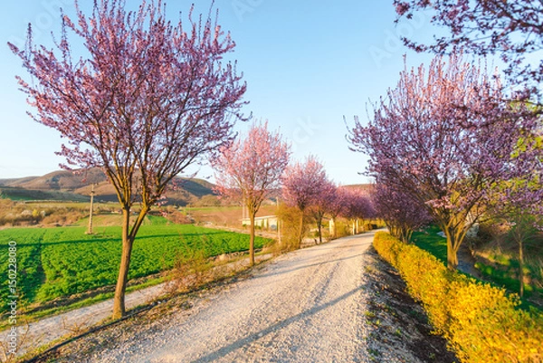 Fototapeta Cherry flowers at the sunset