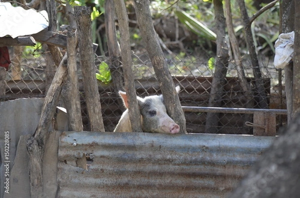 Obraz pig prison