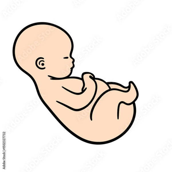 Obraz Fetal position baby illustration isolated on white background