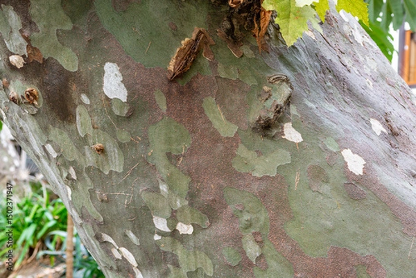 Fototapeta A thick tree trunk covered with bark and thickets of green moss. A large tree trunk in a city park. close-up. Abstract background of a bark-covered trunk.