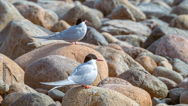 Fototapeta Two seagulls sit on rocks. One in the foreground is in focus, the other is out of focus.
