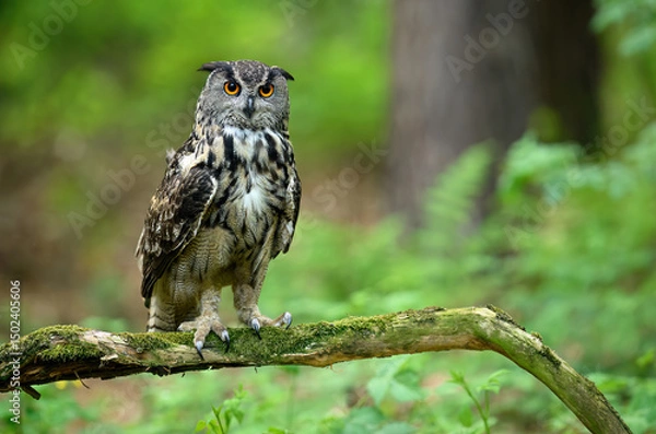 Fototapeta Eurasian eagle owl ( Bubo bubo ) close up