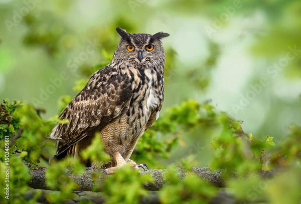 Fototapeta Eurasian eagle owl ( Bubo bubo ) close up