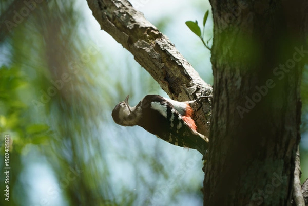 Obraz ウトナイ湖の野鳥