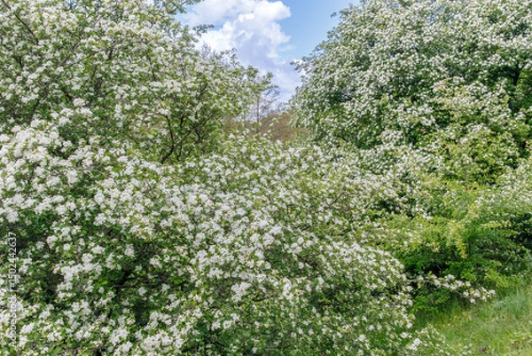 Fototapeta Lush hawthorn trees (Crataegus) in full bloom, covered with clusters of small white flowers, creating a bright spring landscape.
