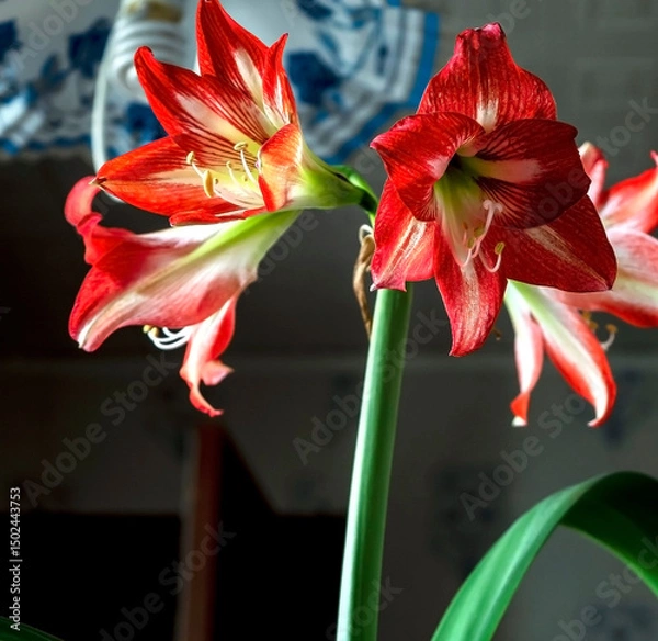 Fototapeta A beautiful amaryllis flower bloomed in a pot on the windowsill