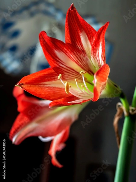 Fototapeta A beautiful amaryllis flower bloomed in a pot on the windowsill