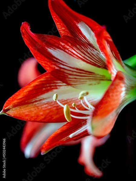Fototapeta A beautiful amaryllis flower bloomed in a pot on the windowsill