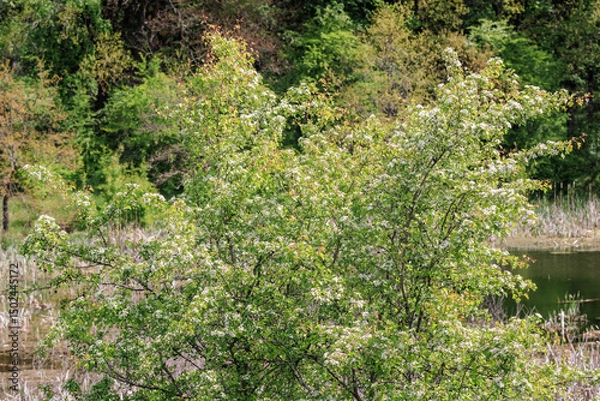 Fototapeta Lush hawthorn trees (Crataegus) in full bloom, covered with clusters of small white flowers, creating a bright spring landscape.