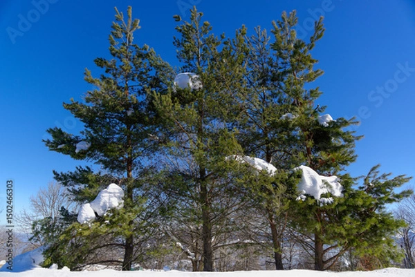 Fototapeta Sapins couverts de neige dans une forêt un jour ensoleillé